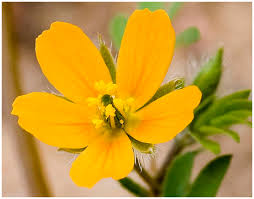 Image result for Hippocratea parviflora