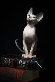 Crescentmoon B W Sphynx Cat Cats Hairless Cat
