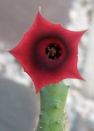 Image result for Hermannia glanduligera