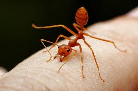 Image result for Fire Ant Sting