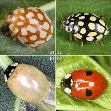Im herbst treten marienkäfer oft massenhaft an fassaden auf. Die Marienkafer Coccinellidae Deutschlands Kerbtier De