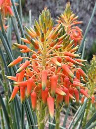 Image result for Aloe cooperi
