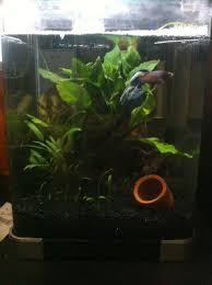My tank is 9.5 gallons my betta, livius, is a bit aggressive since he was all alone in the tank for a year. Betta Need 2 5 Gallons A Place To Hide Temperatures Of 72 80 Degrees Fahrenheit And A Filter This Doesn T Provide Any Of Betta Tank Planted Aquarium Betta