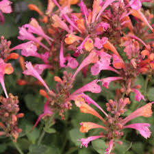 Pąki mają pomarańczową barwę, rozwinięte kwiaty są różowe. Agastache Kudos Ambrosia Lawn Garden Retailer