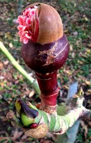 Image result for Pseudobombax