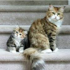 Have You Met My Mama Cats Kittens Kitty Lovecats Cutecats Kitten Pictures Cute Animals Cats