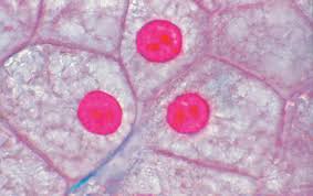 A typical animal cell (video). Johannes Lieder The Animal Cell Slides Basic Set Of 12