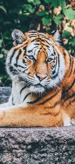 We did not find results for: Tiger Rest Wildlife 1125x2436 Iphone 11 Pro Xs X Wallpaper Background Picture Image