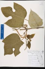 Image result for Broussonetia