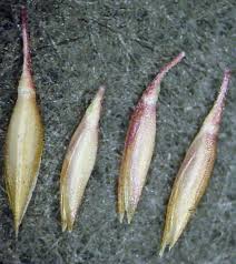 Image result for Agrostis continuata
