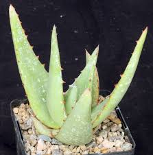 Image result for Aloe lutescens