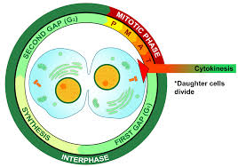 G1, s y g2 (figura 1.1). Citocinesis Wikipedia La Enciclopedia Libre