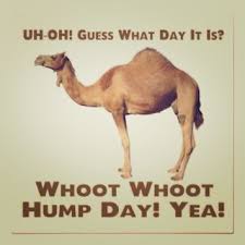 (camel ride around the pyramids with…» Hump Day Sale Camels Funny Hump Day Humor Hump Day Quotes
