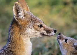Not evaluated, data deficient, least concern, near threatened, vulnerable, endangered, critically endangered, extinct in the wild and extinct. Not Yet Gone But Effectively Extinct Ars Technica