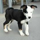 Top 15 Unbelievable Beagle cross breeds - Dogmal