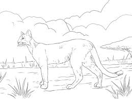 Ausmalbild Florida Puma Ausmalbilder Kostenlos Zum Ausdrucken