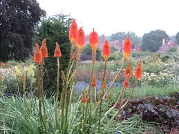 Image result for Kniphofia princeae