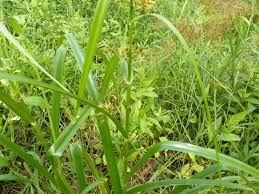Image result for Rhynchospora brevirostris