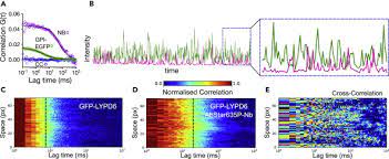 The camel igg presented as 2 bands with molecular masses of 250 and 100 kda, the latter corresponding to heavy chain igg, on 10% gel electrophoresis. Influence Of Nanobody Binding On Fluorescence Emission Mobility And Organization Of Gfp Tagged Proteins Sciencedirect