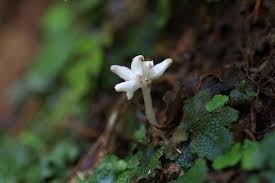 Image result for Burmannia