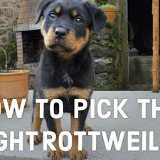 .without rottweiler training you can probably survive, but you and your rottie will both be miserable. A Guide To Choosing Your Rottweiler Puppy Pethelpful