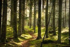 Helping clean litter is another way to improve the local environment (image: Xfof3hy5w2n89m