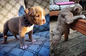 Before After Bully Max Puppy On Bully Max For Nearly Two Months 8 Pounds Heavier Than His Littermates In Just 58 Da Pitbull Dog Quotes Pitbull Dog Pitbulls