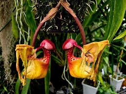 Image result for Marsdenia macrantha