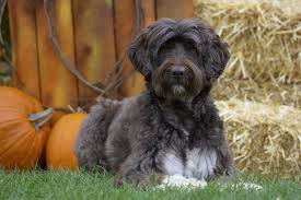 Portuguese Water Dog Full Profile History And Care
