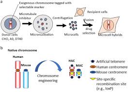 We did not find results for: Combinations Of Chromosome Transfer And Genome Editing For The Development Of Cell Animal Models Of Human Disease And Humanized Animal Models Journal Of Human Genetics
