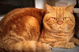 rude koty brytyjskie- Cezarek Niebieskie Misie (1) | Hodowla Kotów ...