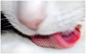 Kedi Bakimi Nasil Olmali Kedi Blog