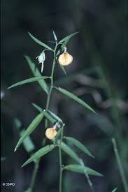 Image result for Afrohybanthus enneaspermus