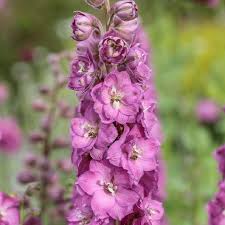 Image result for Delphinium leroyi