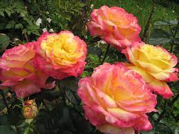 The most common orient express rose material is ceramic. Rosenversand Pullmann Orient Express Edelrose