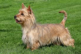 Terrier Australiano Racas De Cachorro