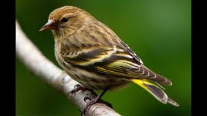 المحتويات 1 ما تفسير رؤية القمل في الشعر في الحلم للنساء والرجال؟ 6 تفسير رؤية الصيبان في المنام للشيخ النابلسي نستدل في حلم القمل والصيبان وقتله في المنام للشيخ العلامة ابن سيرين، فهد. ØªÙØ³ÙŠØ± Ø­Ù„Ù… Ø¯Ø®ÙˆÙ„ Ø§Ù„Ø¹ØµÙÙˆØ± Ù„Ù„Ù…Ù†Ø²Ù„ ÙÙŠ Ø§Ù„Ù…Ù†Ø§Ù…