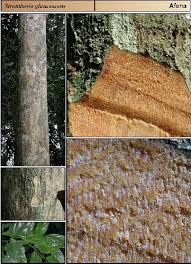 Image result for Strombosiopsis