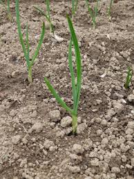 Résultat de recherche d'images pour "nouer l'ail"