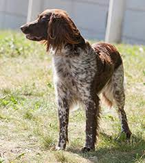 We did not find results for: Small Munsterlander Breeds A To Z The Kennel Club