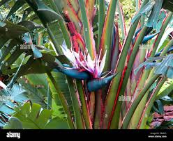 Image result for Strelitzia