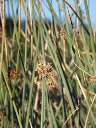 Image result for Schoenoplectus scirpoides