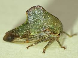 Image result for Eriosema monticola