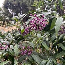 Image result for Barleria saxatilis