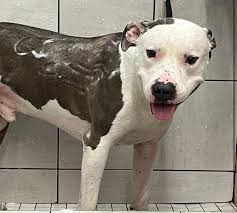 A trained dog needs a forever home