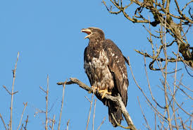 Shop bald eagle, haliaeetus leuccocephalus, in flight tile created by theworldofanimals. Baby Bald Eagles Birdnote
