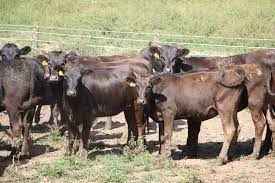 5 Things To Know About Wagyu Beef Farm And Dairy