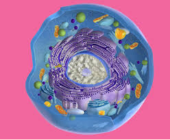 Check spelling or type a new query. Gcse Cells Revise Parts Of Structure Like Mitochondria