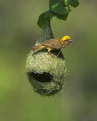 Birds With Their Nests Pictures Abelladeste I Recently Discovered That Birds Actually Weave Their Nests Beautiful Birds Birds Wild Birds