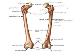 One is the ulna, and the other. Skeletal System Diagrams Joints Anatomy Hip Joint Anatomy Anatomy Bones